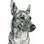 Custom pencil drawing of mixed breed dog