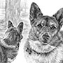 Memorial pencil drawing Corgi Dog