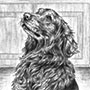 Custom drawing of golden retriever dog in pencil