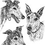 Memorial pencil drawing of three greyhounds