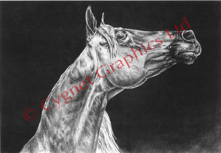 Arabian horse attitute - pencil drawing by Kelli Swan