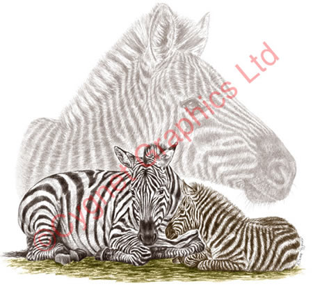 Zebra mare and foal - pencil drawing by Kelli Swan