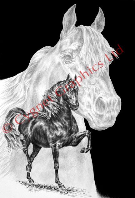 Morgan horse art - pencil drawing by Kelli Swan