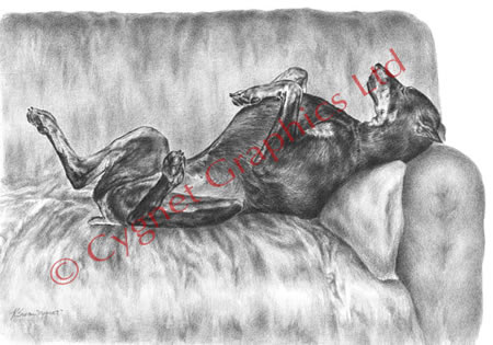 Lazy Doberman on sofa - pencil drawing by Kelli Swan