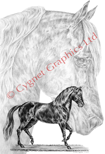 Paso Fino art - pencil drawing by Kelli Swan