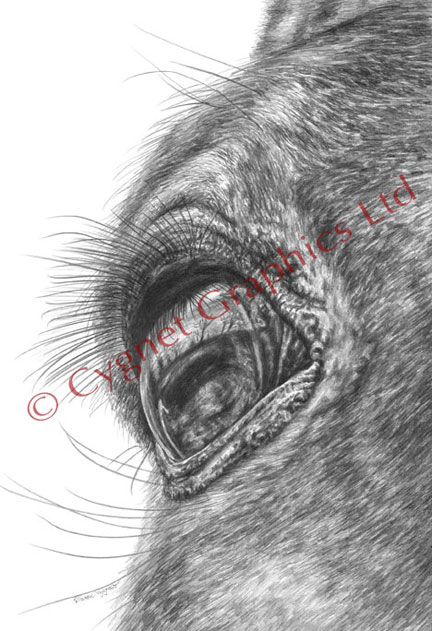Horse eye closeup - pencil drawing by Kelli Swan