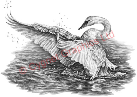 White Swan on water pencil drawing by Kelli Swan